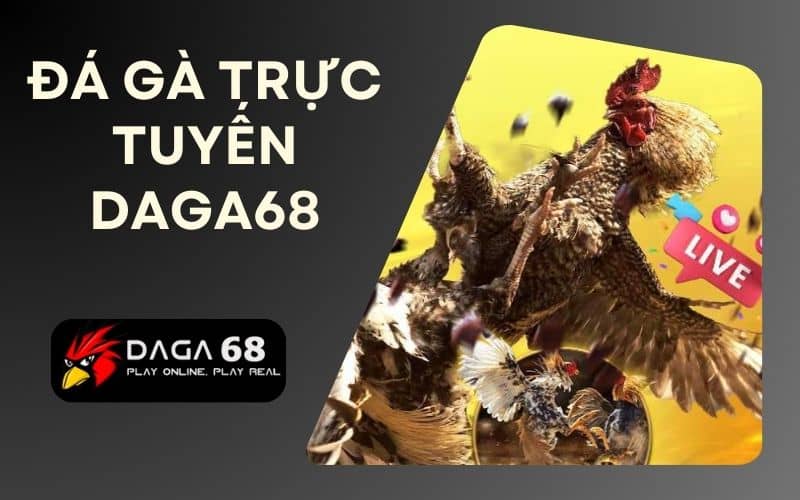 Đá gà trực tuyến tại Daga68 có hàng trăm trận đấu mỗi ngày