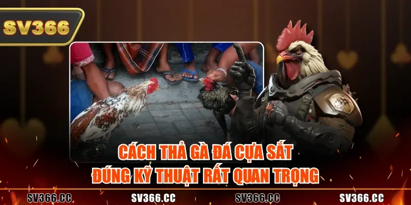 Cách thả gà đá cựa sắt đúng kỹ thuật rất quan trọng Cách thả gà đá cựa sắt đúng kỹ thuật rất quan trọng