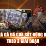 Cách Thả Gà Đá Cựa Sắt Đúng Kỹ Thuật