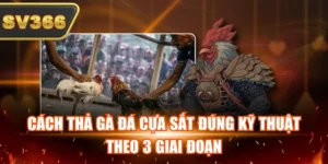 Cách Thả Gà Đá Cựa Sắt Đúng Kỹ Thuật