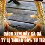 Cách Xem Vảy Gà Đá Tăng Tỷ Lệ Thắng