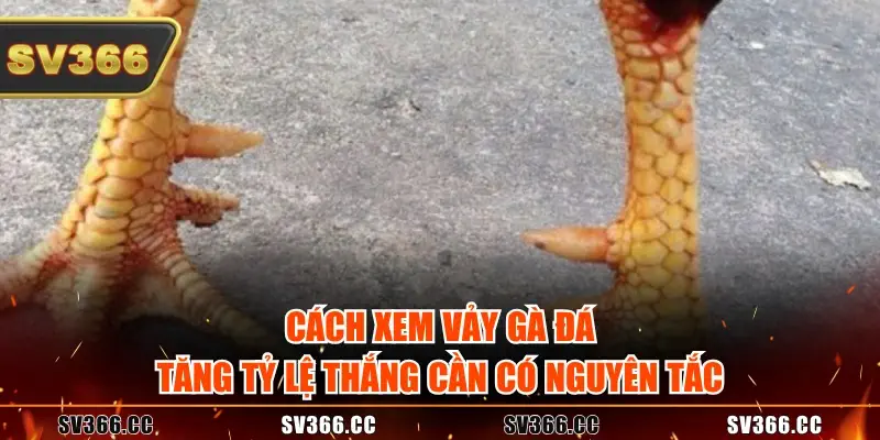 Cách xem vảy gà đá tăng tỷ lệ thắng cần có nguyên tắc Cách xem vảy gà đá tăng tỷ lệ thắng cần có nguyên tắc