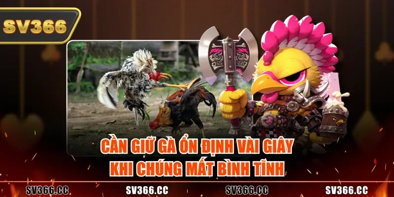 Cần giữ gà ổn định vài giây khi chúng mất bình tĩnh Cần giữ gà ổn định vài giây khi chúng mất bình tĩnh