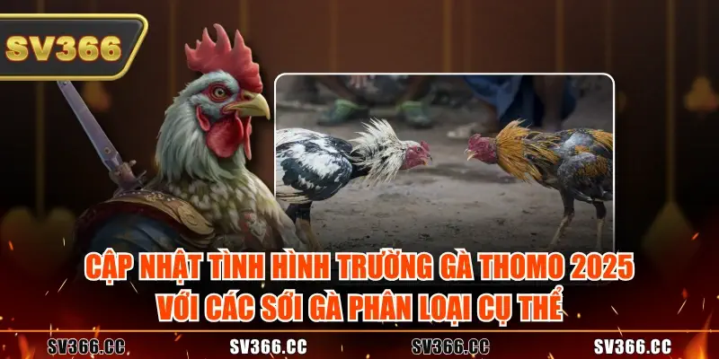 Cập nhật tình hình trường gà Thomo 2025 với các sới gà phân loại cụ thể Cập nhật tình hình trường gà Thomo 2025 với các sới gà phân loại cụ thể