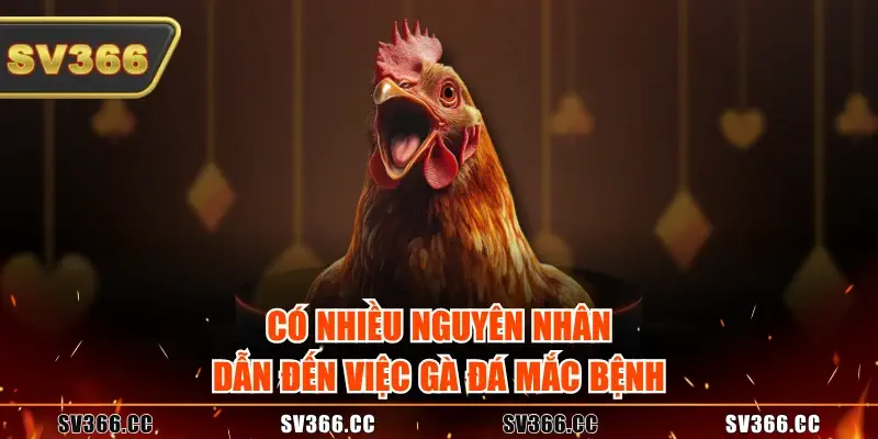 Có nhiều nguyên nhân dẫn đến việc gà đá mắc bệnh Có nhiều nguyên nhân dẫn đến việc gà đá mắc bệnh