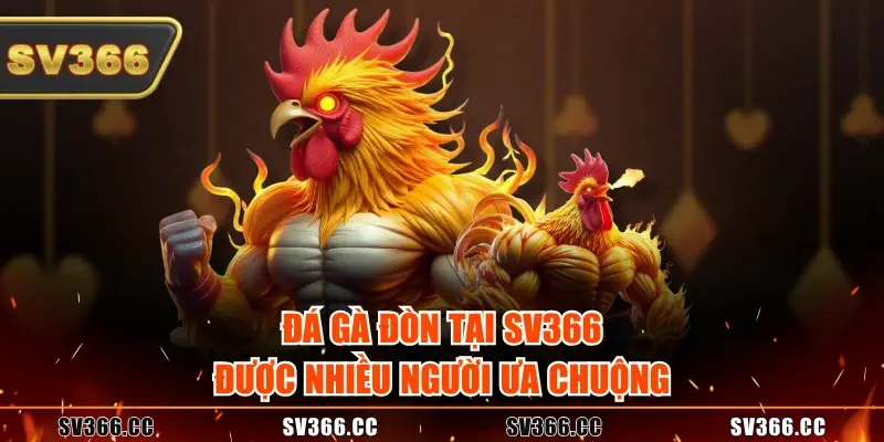 Đá gà đòn tại SV366 được nhiều người ưa chuộng Đá gà đòn tại SV366 được nhiều người ưa chuộng