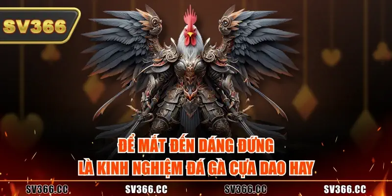 Để mắt đến dáng đứng là kinh nghiệm đá gà cựa dao hay Để mắt đến dáng đứng là kinh nghiệm đá gà cựa dao hay