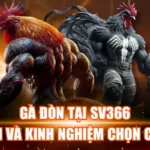 Gà Đòn Tại SV366