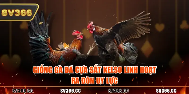 Giống gà đá cựa sắt Kelso linh hoạt, ra đòn uy lực Giống gà đá cựa sắt Kelso linh hoạt, ra đòn uy lực