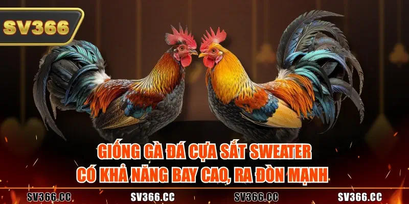 Giống gà đá cựa sắt Sweater có khả năng bay cao, ra đòn mạnh Giống gà đá cựa sắt Sweater có khả năng bay cao, ra đòn mạnh