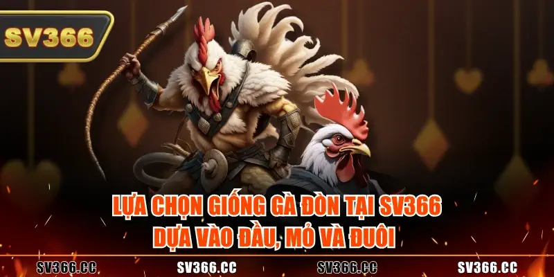 Lựa chọn giống gà đòn tại SV366 dựa vào đầu, mỏ và đuôi Lựa chọn giống gà đòn tại SV366 dựa vào đầu, mỏ và đuôi