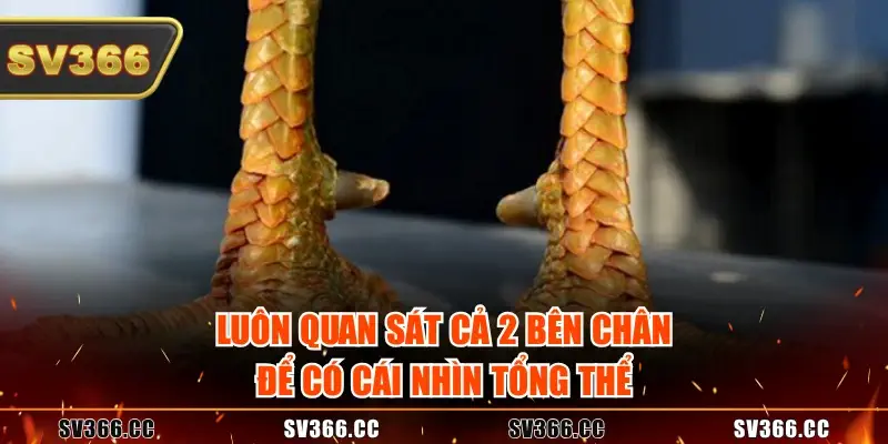 Luôn quan sát cả 2 bên chân để có cái nhìn tổng thể Luôn quan sát cả 2 bên chân để có cái nhìn tổng thể