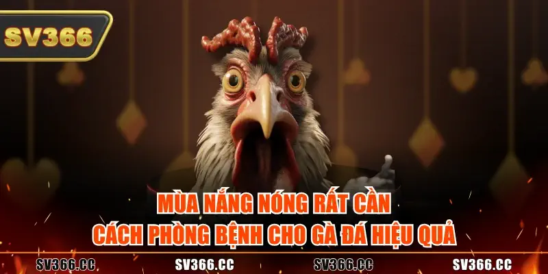 Mùa nắng nóng rất cần cách phòng bệnh cho gà đá hiệu quả Mùa nắng nóng rất cần cách phòng bệnh cho gà đá hiệu quả