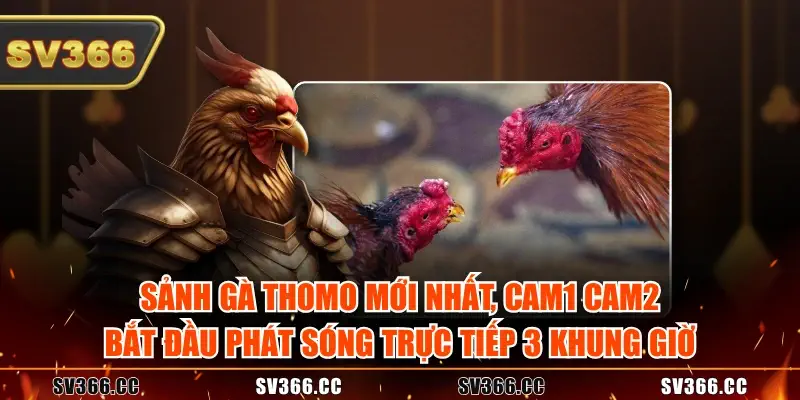 Sảnh gà Thomo mới nhất Cam1 Cam2 bắt đầu phát sóng trực tiếp 3 khung giờ Sảnh gà Thomo mới nhất Cam1 Cam2 bắt đầu phát sóng trực tiếp 3 khung giờ