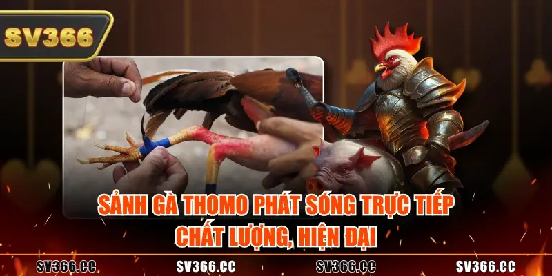 Sành gà Thomo phát sóng trực tiếp chất lượng, hiện đại Sành gà Thomo phát sóng trực tiếp chất lượng, hiện đại