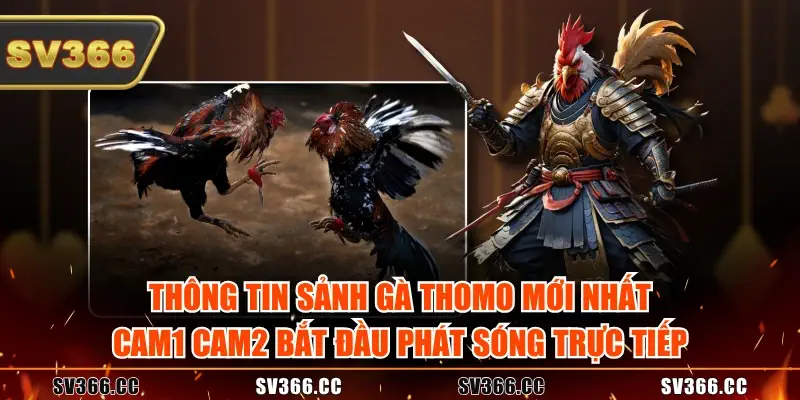 Thông tin Sảnh gà Thomo mới nhất Cam1 Cam2 bắt đầu phát sóng trực tiếp Thông tin Sảnh gà Thomo mới nhất Cam1 Cam2 bắt đầu phát sóng trực tiếp