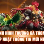 Tình Hình Trường Gà Thomo