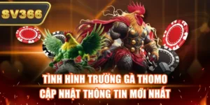 Tình Hình Trường Gà Thomo