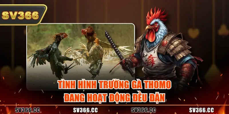 Tình hình trường gà Thomo đang hoạt động đều đặn Tình hình trường gà Thomo đang hoạt động đều đặn