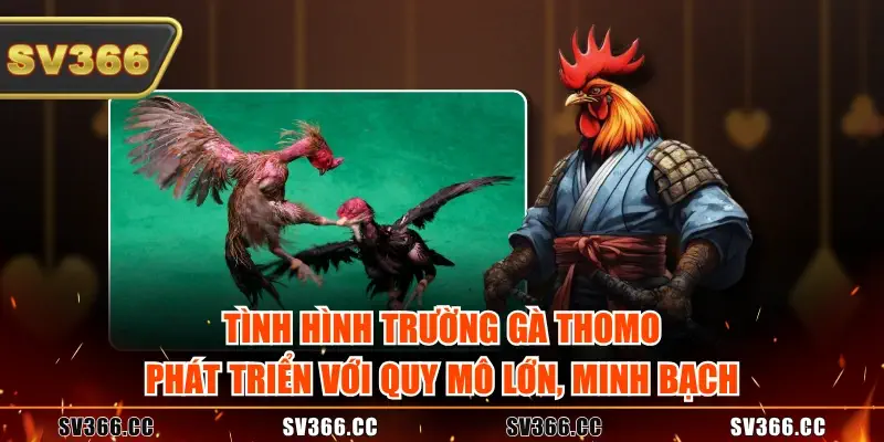 Tình hình trường gà Thomo phát triển với quy mô lớn, minh bạch Tình hình trường gà Thomo phát triển với quy mô lớn, minh bạch