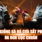 Giống Gà Đá Cựa Sắt