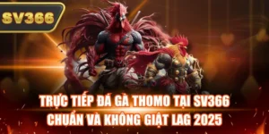 Trực Tiếp Đá Gà Thomo Tại SV366 Chuẩn Và Không Giật Lag