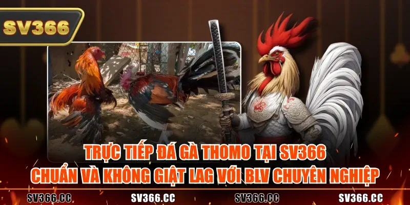 Trực tiếp đá gà Thomo tại SV366 chuẩn và không giật lag với BLV chuyên nghiệp Trực tiếp đá gà Thomo tại SV366 chuẩn và không giật lag với BLV chuyên nghiệp