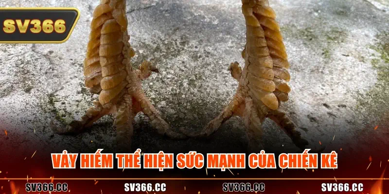 Vảy hiếm thể hiện sức mạnh của chiến kê Vảy hiếm thể hiện sức mạnh của chiến kê