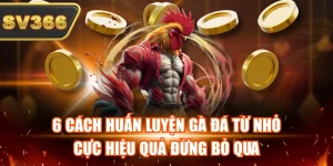 6 Cách Huấn Luyện Gà Đá Từ Nhỏ Cực Hiệu Quả Đừng Bỏ Qua