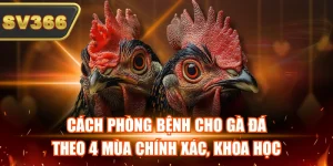 Cách Phòng Bệnh Cho Gà Đá Theo 4 Mùa Chính Xác, Khoa Học