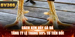 Cách Xem Vảy Gà Đá Tăng Tỷ Lệ Thắng 99% Từ Tiền Bối