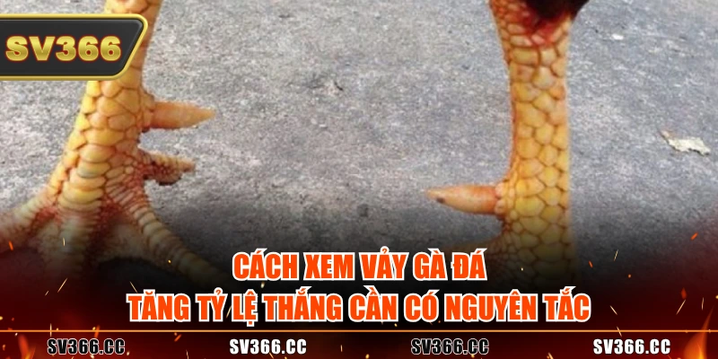 Cách xem vảy gà đá tăng tỷ lệ thắng cần có nguyên tắc Cách xem vảy gà đá tăng tỷ lệ thắng cần có nguyên tắc