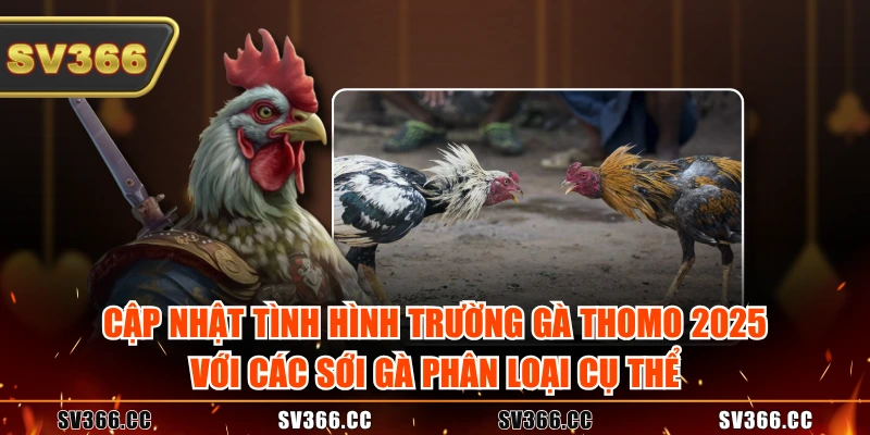 Cập nhật tình hình trường gà Thomo 2025 với các sới gà phân loại cụ thể