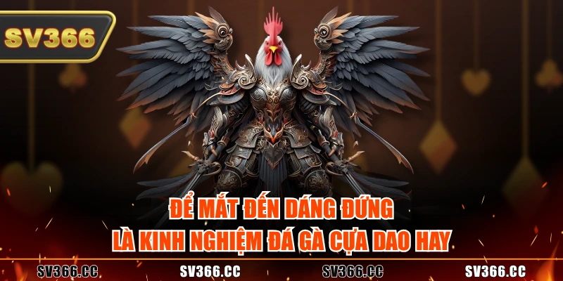 Để mắt đến dáng đứng là kinh nghiệm đá gà cựa dao hay Để mắt đến dáng đứng là kinh nghiệm đá gà cựa dao hay
