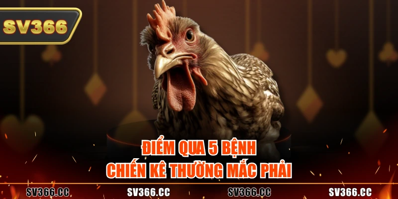 Điểm qua 5 bệnh chiến kê thường mắc phải Điểm qua 5 bệnh chiến kê thường mắc phải