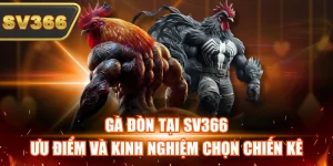 Gà Đòn Tại SV366 - Ưu Điểm Và Kinh Nghiệm Chọn Chiến Kê