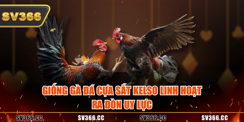 Giống gà đá cựa sắt Kelso linh hoạt, ra đòn uy lực Giống gà đá cựa sắt Kelso linh hoạt, ra đòn uy lực