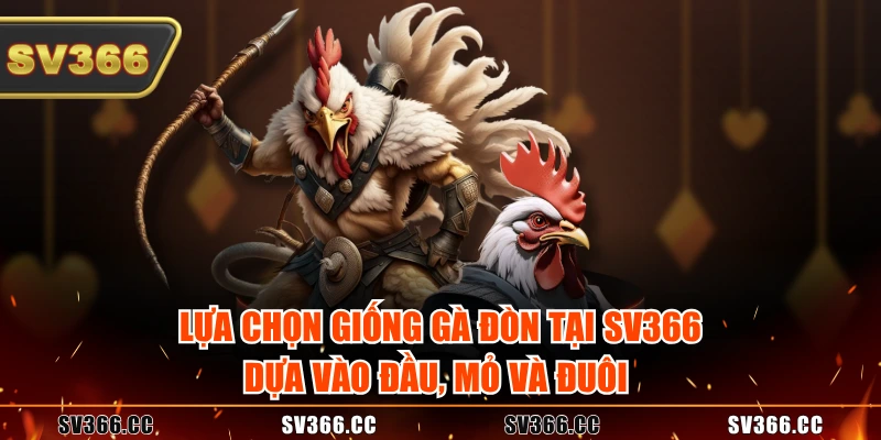 Lựa chọn giống gà đòn tại SV366 dựa vào đầu, mỏ và đuôi Lựa chọn giống gà đòn tại SV366 dựa vào đầu, mỏ và đuôi