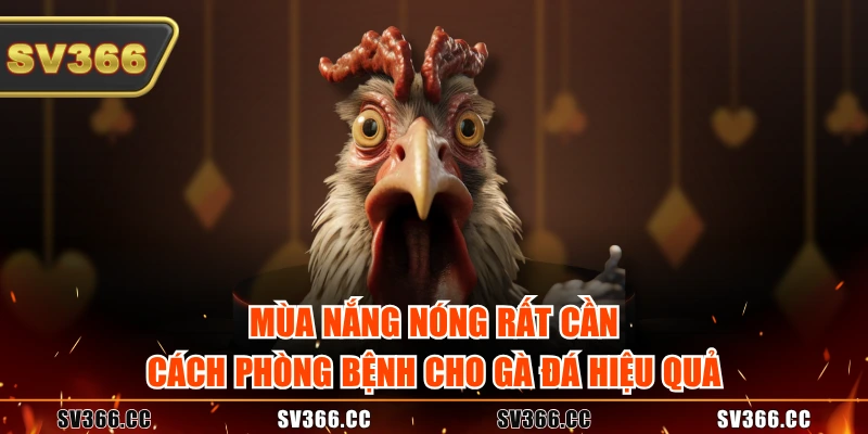 Mùa nắng nóng rất cần cách phòng bệnh cho gà đá hiệu quả Mùa nắng nóng rất cần cách phòng bệnh cho gà đá hiệu quả