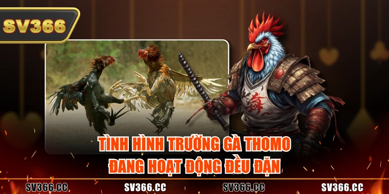 Tình hình trường gà Thomo đang hoạt động đều đặn