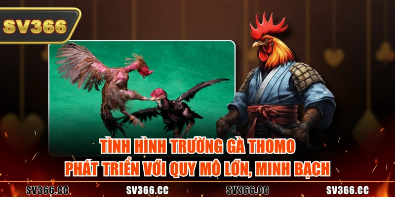Tình hình trường gà Thomo phát triển với quy mô lớn, minh bạch