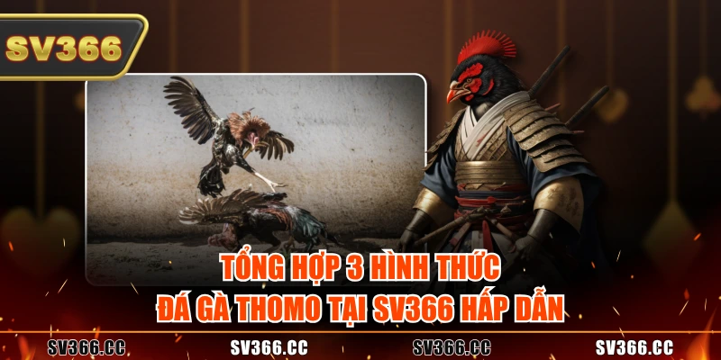 Tổng hợp 3 hình thức đá gà Thomo tại SV366 hấp dẫn