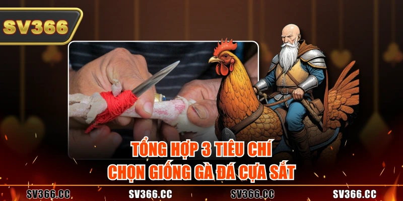Tổng hợp 3 tiêu chí chọn giống gà đá cựa sắt