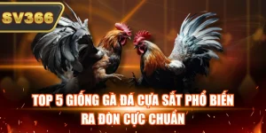 Top 5 Giống Gà Đá Cựa Sắt Phổ Biến, Ra Đòn Cực Chuẩn