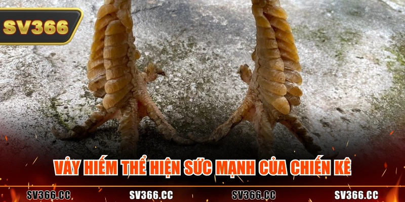 Vảy hiếm thể hiện sức mạnh của chiến kê Vảy hiếm thể hiện sức mạnh của chiến kê