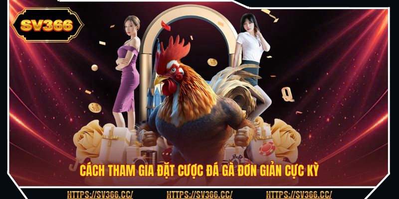Cách tham gia đặt cược đá gà đơn giản cực kỳ